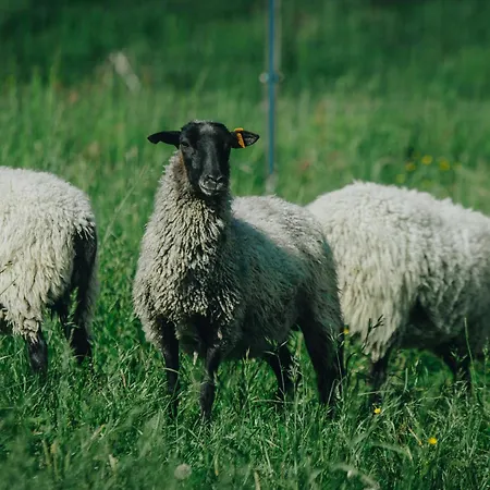 Appartamento Lesna *